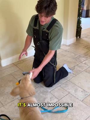 TikTok by @mcmahondogtraining